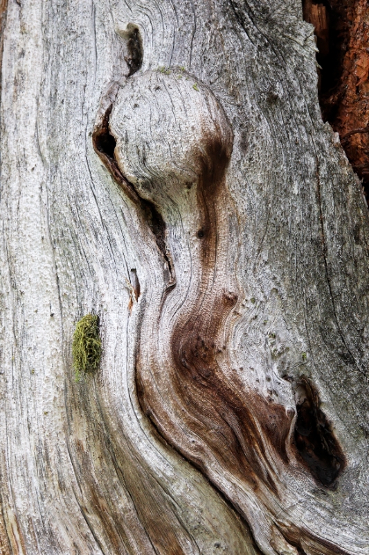 Gnarled trees, Aletsch Switzerland 14.jpg